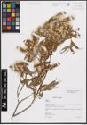 Foto von Salix excelsa S. G. Gmel.